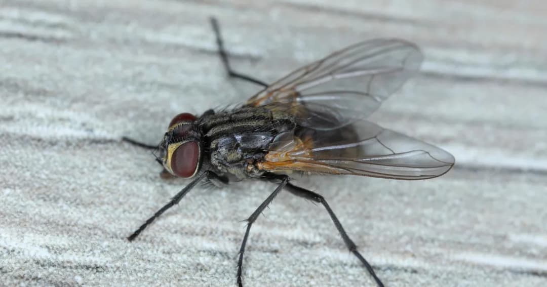 Jak Pozbyć Się Uciążliwych Much Na Strychu? 7 Skutecznych Metod