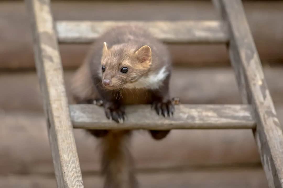 Skuteczne sposoby jak wypłoszyć kuny z poddasza: 8 sprawdzonych metod