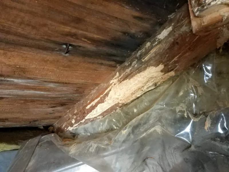 Jak Skutecznie Zwalczyć Korniki na Strychu? Kompletny Poradnik Dezynsekcji