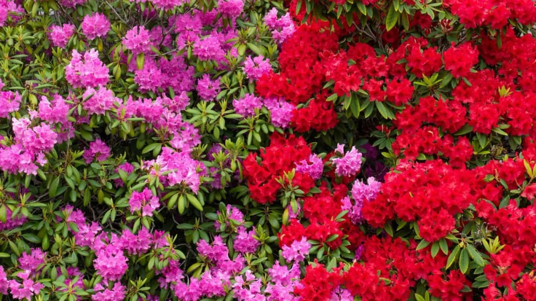 Rododendrony duże sadzonki - Największe i najpiękniej kwitnące